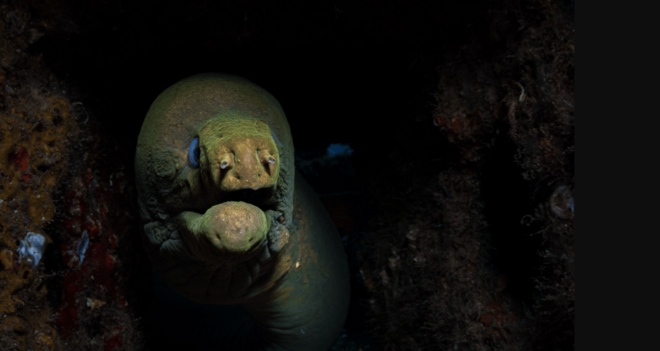 La Paz: Night Dive Experience - Inclusions and Exclusions