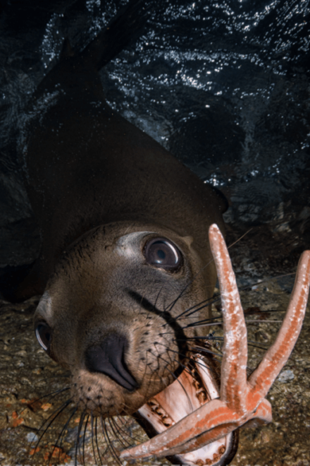 La Paz: Night Dive Experience - Booking Information