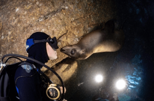 La Paz: Night Dive Experience - Frequently Asked Questions