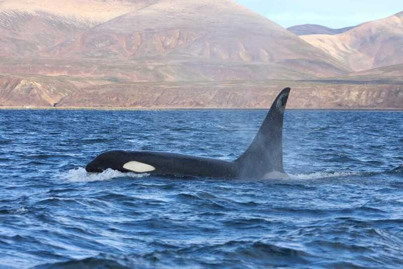 La Paz - Ocean Safari: find dolphins, orcas, and sea lions - The Logistics and Practicalities