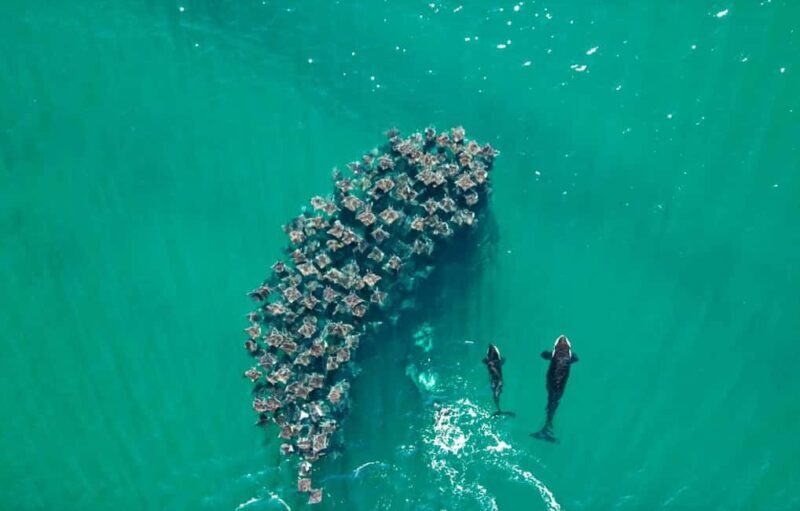La Paz or La Ventana: Ocean Safari - Good To Know