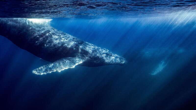 La Paz or La Ventana: Ocean Safari - The Marine Biologist Guide: Why It Matters