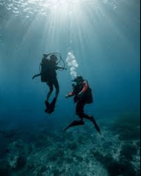 La Paz: Punta Lobos Dive Site - Pricing and Duration of Punta Lobos Dive