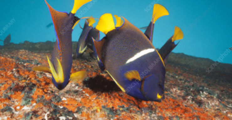 La Paz: Salvatierra Wreck Dive Experience - Historical Significance of the Wreck