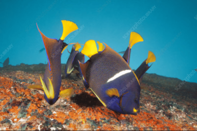 La Paz: Salvatierra Wreck Dive Experience - Dive Experience Details