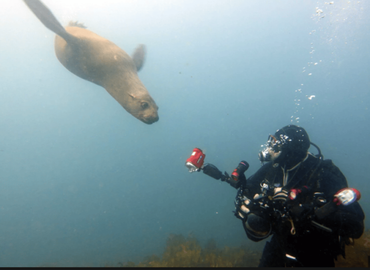 La Paz: San Rafaelito Dive Site - Good To Know