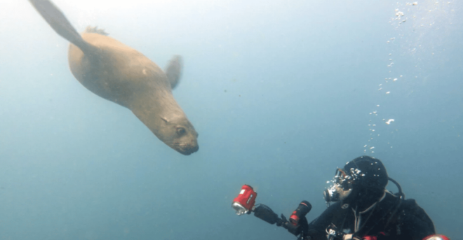 La Paz: San Rafaelito Dive Site - Dive Experience