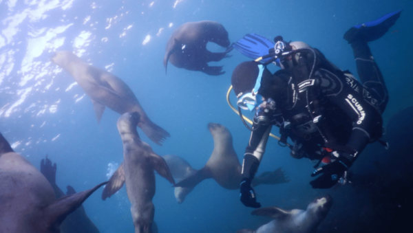 La Paz: San Rafaelito Dive Site - Inclusions and Exclusions