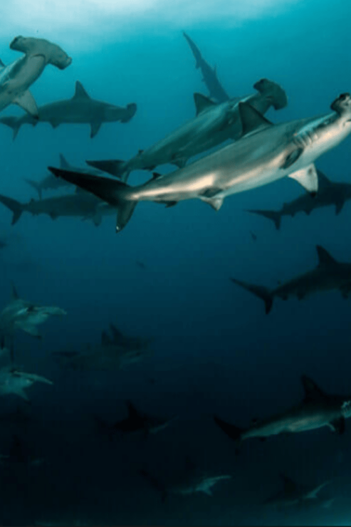 La Paz: Scuba Diving at El Bajo, Marisla Sea Mount - Good To Know