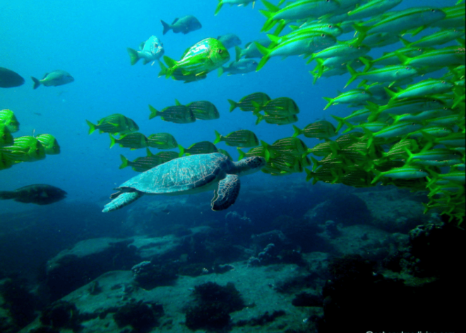 La Paz: Scuba Diving at El Bajo, Marisla Sea Mount - Diving Experience Options