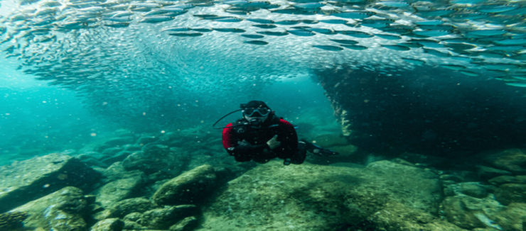 La Paz: Scuba Diving at Los Islotes - Booking Information
