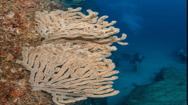 La Paz: Scuba Diving at Los Islotes - Dive Options