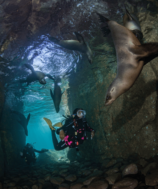La Paz: Scuba Diving Courses - Pricing Details