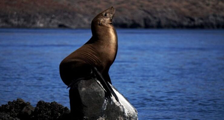 La Paz: Scuba Diving Experience - Experience Highlights