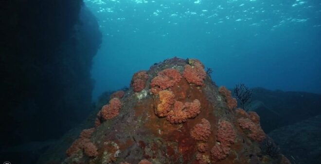 La Paz: Scuba Diving Experience - Inclusions