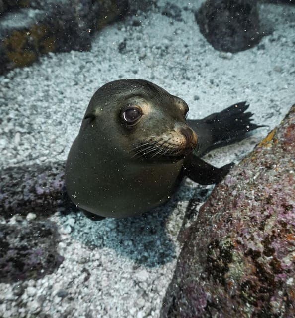 La Paz: Scuba Diving Experience - Preparation and Safety Guidelines
