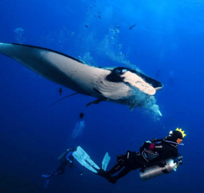 La Paz: Scuba Diving - La Reyna Dive Site - Underwater Panorama and Scenery