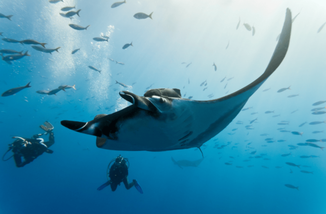 La Paz: Scuba Diving - La Reyna Dive Site - Preparing for the Dive