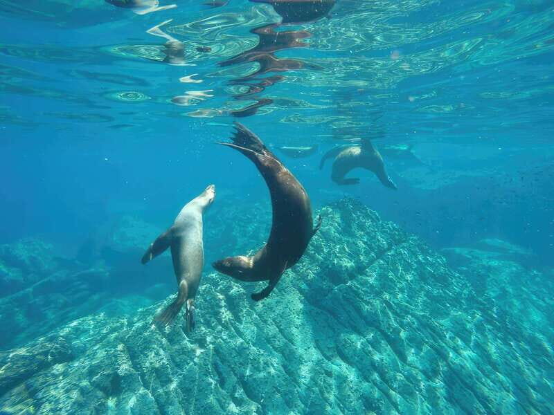 La Paz: Sea Lion Snorkeling at Espirtu Santo Island - Good To Know