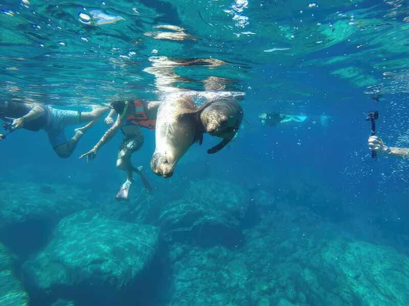 La Paz: Sea Lion Snorkeling at Espirtu Santo Island - Who Would Enjoy This Tour?