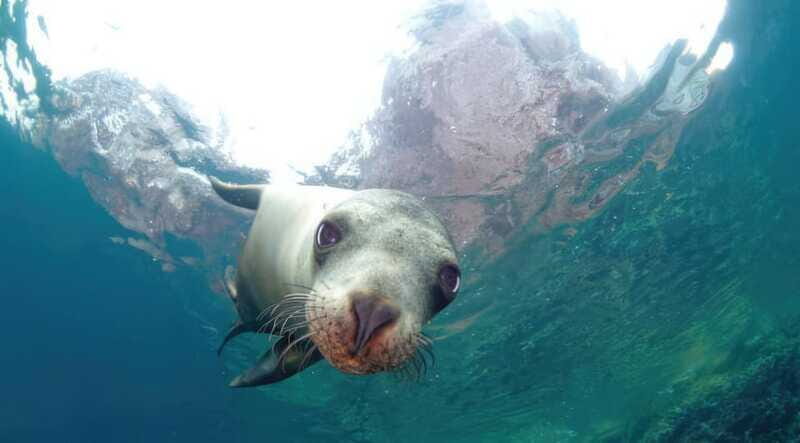 La Paz: Sea Lion Snorkeling at Espirtu Santo Island - Cost and Value Analysis
