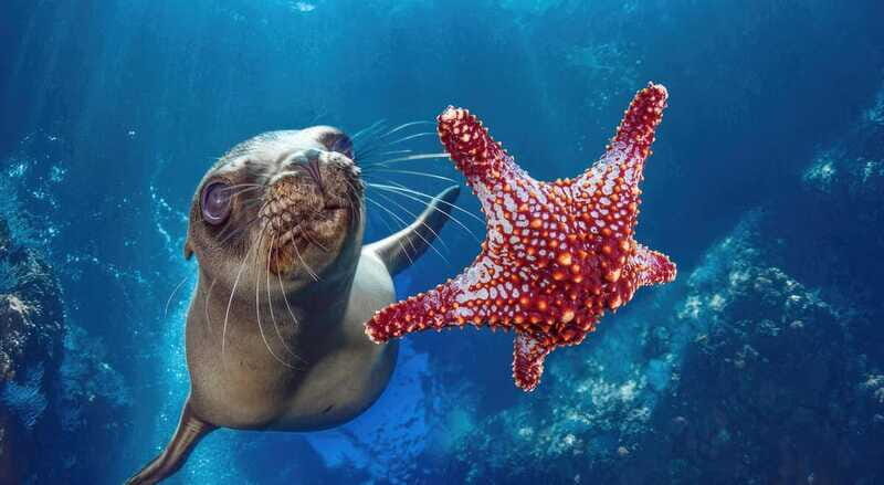 La Paz: Sea Lion Snorkeling at Espirtu Santo Island - Final Thoughts