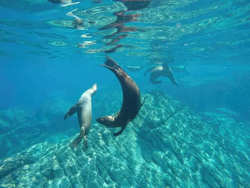 La Paz: Sea Lion Snorkeling at Espirtu Santo Island - The Sum Up