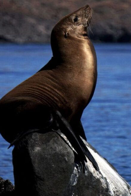 La Paz: Sea of Cortez Seafari Experience - Inclusions and Amenities