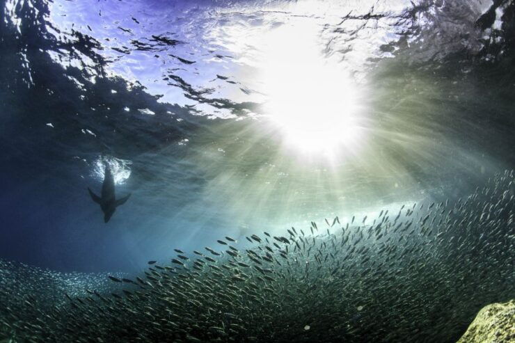 La Paz: Snorkeling Trip to Espiritu Santo Island - Experience Highlights