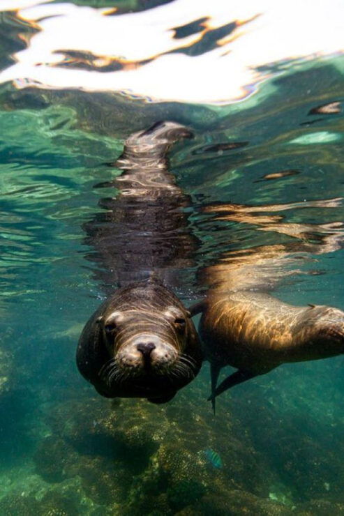 La Paz: Snorkeling With Sea Lions and Balandra Beach Tour - Good To Know