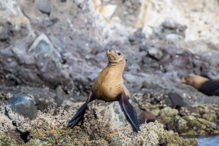 La Paz: Snorkeling With Sea Lions and Balandra Beach Tour - Itinerary Highlights