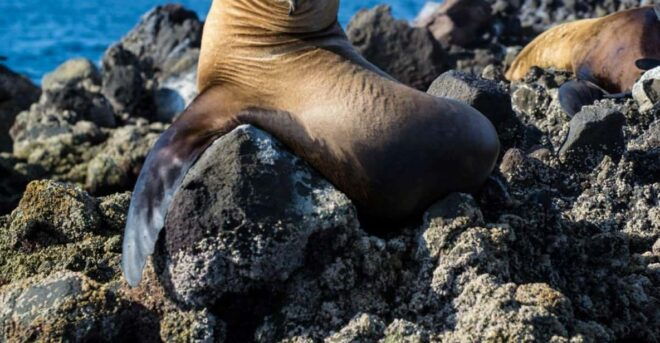 La Paz: Snorkeling With Sea Lions and Balandra Beach Tour - Safety and Equipment