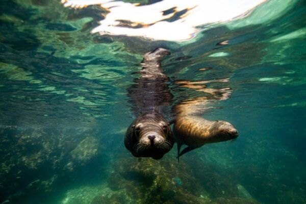 La Paz: Snorkeling With Sea Lions and Balandra Beach Tour - Tour Duration and Price