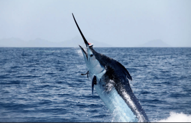 La Paz: Sport Fishing Boat Package - Yacht - Fishing Experience