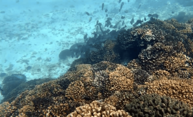 La Paz: Swanee Reef Dive Experience - Post-Dive Relaxation