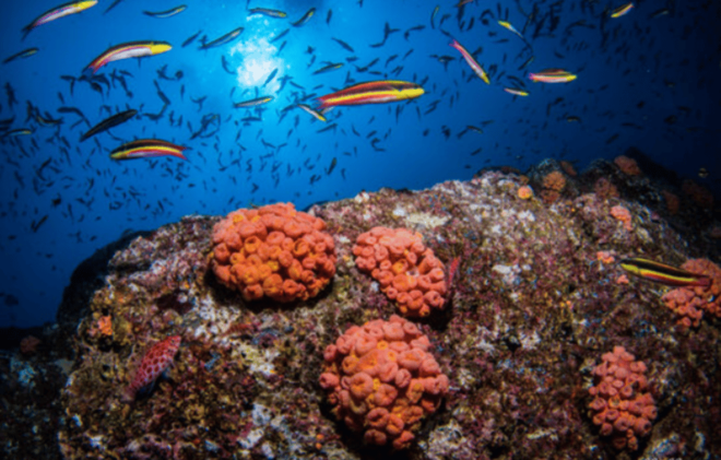 La Paz: Swanee Reef Dive Experience - Cancellation and Booking