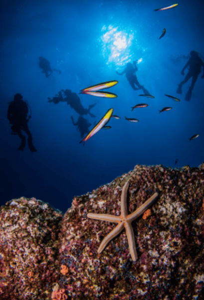 La Paz: Swanee Reef Dive Experience - Suitability and Accessibility
