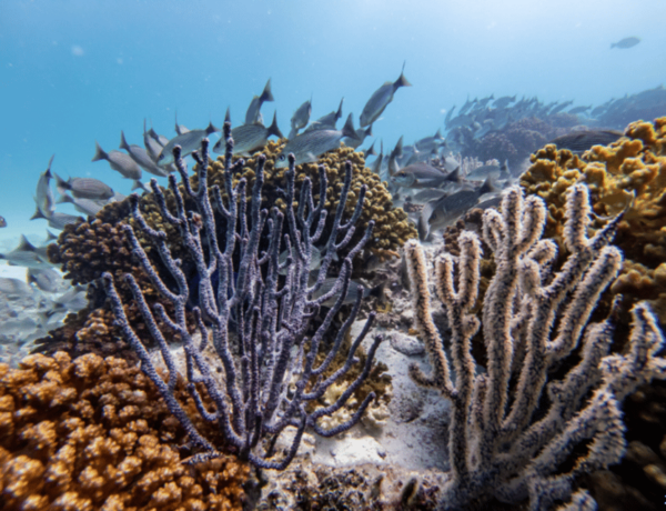 La Paz: Swanee Reef Dive Experience - Frequently Asked Questions