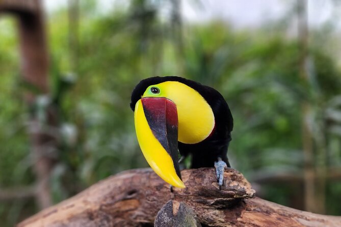 La Paz Waterfall Gardens Day Tour From San Jose - Tour Overview