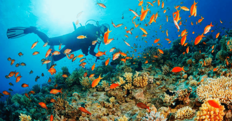 La Paz: Whale Island Dive Site - Good To Know