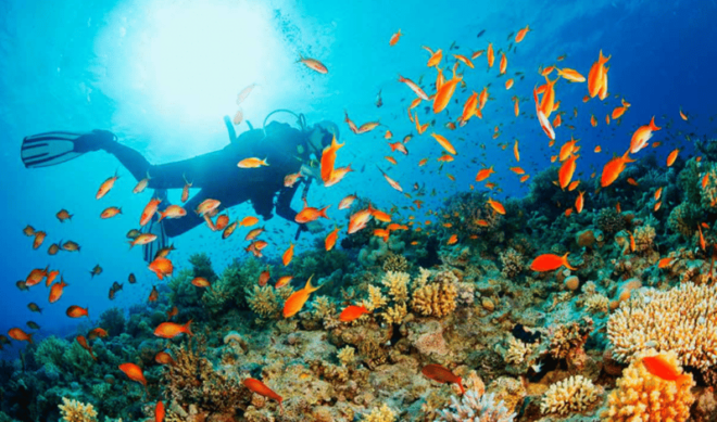 La Paz: Whale Island Dive Site - Itinerary and Highlights