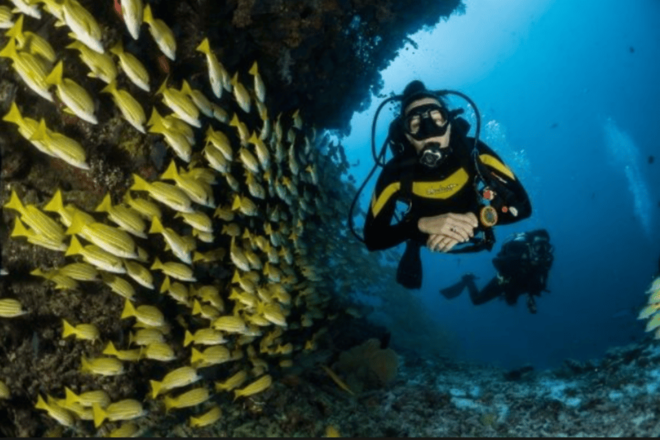 La Paz: Whale Island Dive Site - Additional Services