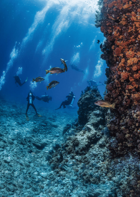 La Paz: Whale Island Dive Site - Booking and Availability