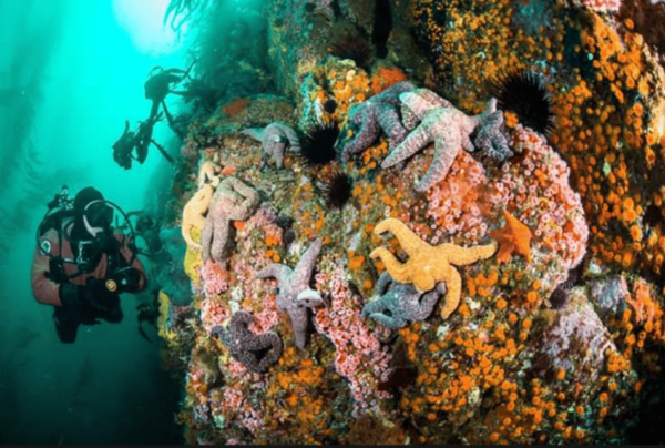 La Paz: Whale Island Dive Site - Safety Precautions