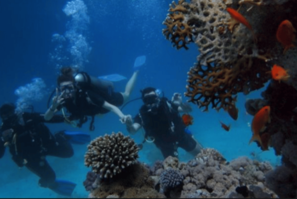 La Paz: Whale Island Dive Site - Frequently Asked Questions