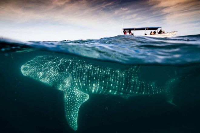 La Paz: Whale Shark and Sea Lions Snorkeling Tour - Meeting Point and Preparation