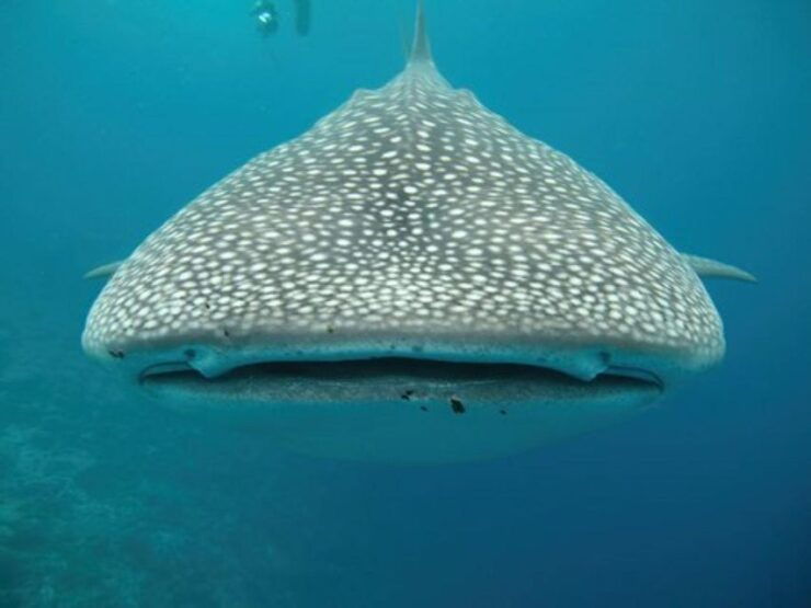 La Paz: Whale Shark & Sea Lion Snorkel/Diving Combo - Activity Details