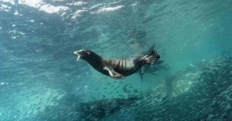 La Paz: Whale Shark & Sea Lion Snorkel/Diving Combo - Experience