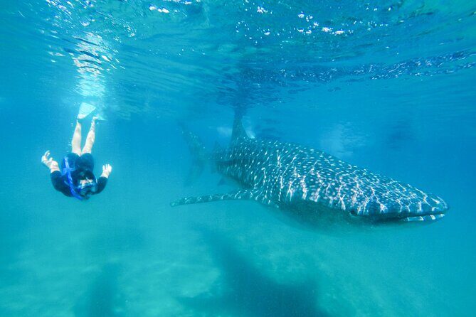 La Paz Whale Shark Snorkeling Tour and Lunch From Los Cabos - Good To Know: