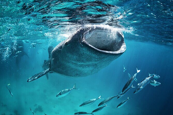 La Paz Whale Shark Snorkeling Tour and Lunch From Los Cabos - The Sum Up